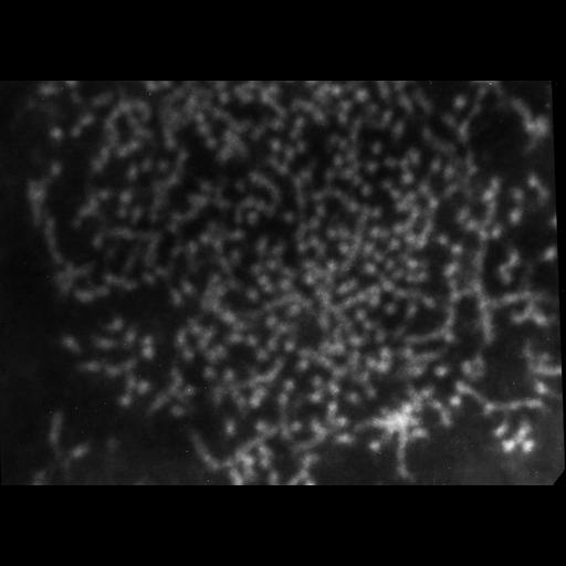  NCBI Organism:Patiria miniata; Cell Types:sperm Cell Components:nuclear chromatin Biological process:fertilization