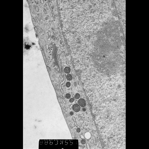  NCBI Organism:Potorous tridactylus tridactylus; Cell Types:primary cell line cell Cell Components:Golgi apparatus, nucleus;