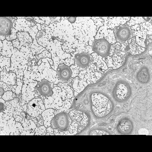  NCBI Organism:Nassula; Cell Types:cell by organism, eukaryotic cell, , ; Cell Components:cell cortex, microtubule basal body, ; Biological process:cortical cytoskeleton organization, microtubule cytoskeleton organization, ciliary or flagellar motility;