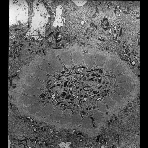  NCBI Organism:Nassula; Cell Types:cell by organism, eukaryotic cell, , ; Cell Components:oral apparatus, microtubule associated complex; Biological process:oral apparatus organization, microtubule bundle formation;