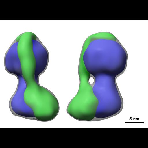  Cell Components:mitochondrial proton-transporting ATP synthase complex, mitochondrion; Biological process:ATP biosynthetic process