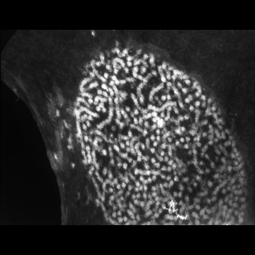  NCBI Organism:Patiria miniata; Cell Types:sperm Cell Components:nuclear chromatin Biological process:fertilization, nucleus organization, chromatin organization;