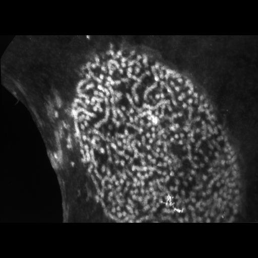  NCBI Organism:Patiria miniata; Cell Types:sperm Cell Components:nuclear chromatin Biological process:fertilization, nucleus organization, chromatin organization;