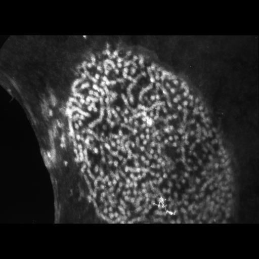  NCBI Organism:Patiria miniata; Cell Types:sperm Cell Components:nuclear chromatin Biological process:fertilization, nucleus organization, chromatin organization;