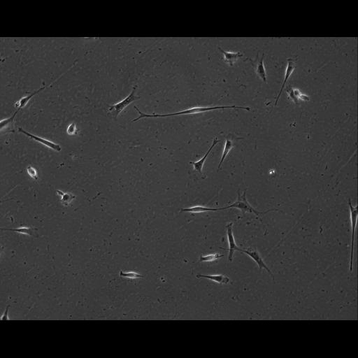  NCBI Organism:Mus musculus; Cell Types:permanent cell line cell Cell Components:cell, nucleus, extracellular matrix part; Biological process:localization, cellular localization, cell adhesion;