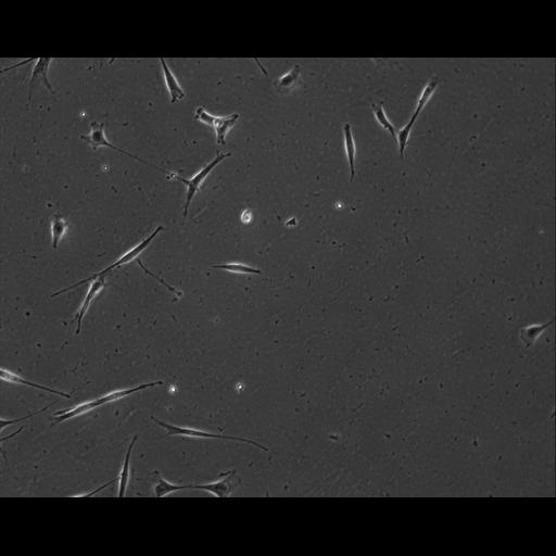  NCBI Organism:Mus musculus; Cell Types:permanent cell line cell Cell Components:cell, nucleus, extracellular matrix part; Biological process:localization, cellular localization, cell adhesion;