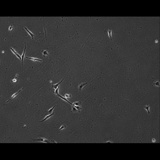  NCBI Organism:Mus musculus; Cell Types:permanent cell line cell Cell Components:cell, nucleus, extracellular matrix part; Biological process:localization, cellular localization, cell adhesion;