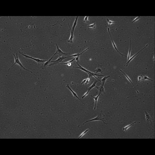  NCBI Organism:Mus musculus; Cell Types:permanent cell line cell Cell Components:cell, nucleus, extracellular matrix part; Biological process:localization, cellular localization, cell adhesion;