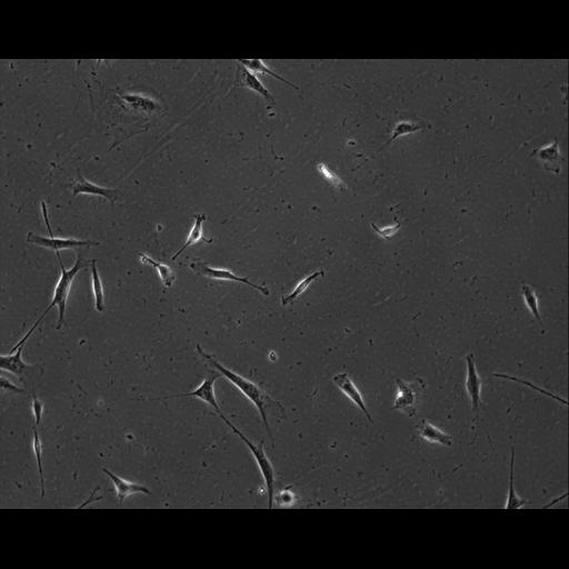  NCBI Organism:Mus musculus; Cell Types:permanent cell line cell Cell Components:cell, nucleus, extracellular matrix part; Biological process:localization, cellular localization, cell adhesion;