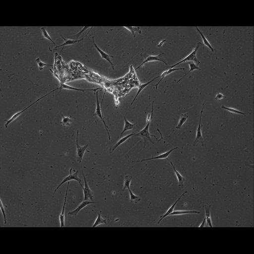  NCBI Organism:Mus musculus; Cell Types:permanent cell line cell Cell Components:cell, nucleus, extracellular matrix part; Biological process:localization, cellular localization, cell adhesion;