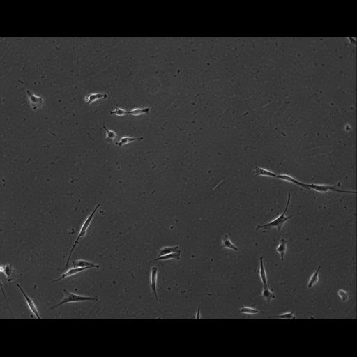  NCBI Organism:Mus musculus; Cell Types:permanent cell line cell Cell Components:cell, nucleus, extracellular matrix part; Biological process:localization, cellular localization, cell adhesion;