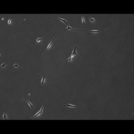  NCBI Organism:Mus musculus; Cell Types:permanent cell line cell Cell Components:cell, nucleus, extracellular matrix part; Biological process:localization, cellular localization, cell adhesion;