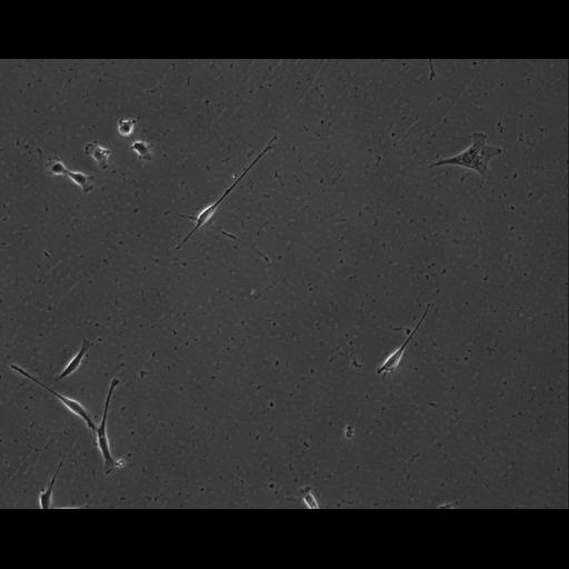  NCBI Organism:Mus musculus; Cell Types:permanent cell line cell Cell Components:cell, nucleus, extracellular matrix part; Biological process:localization, cellular localization, cell adhesion;