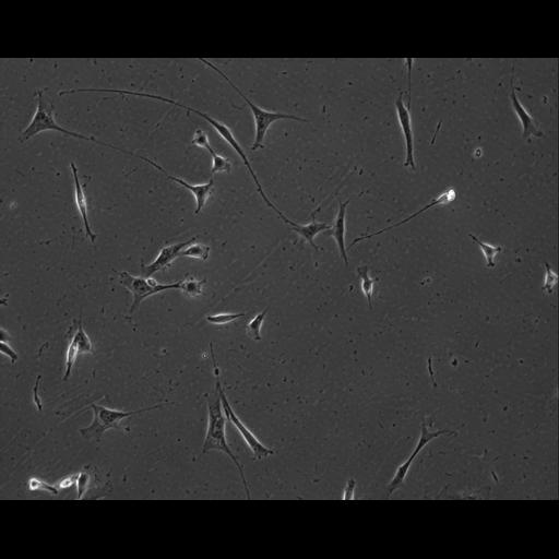  NCBI Organism:Mus musculus; Cell Types:permanent cell line cell Cell Components:cell, nucleus, extracellular matrix part; Biological process:localization, cellular localization, cell adhesion;