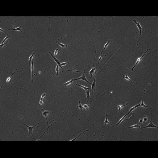  NCBI Organism:Mus musculus; Cell Types:permanent cell line cell Cell Components:cell, nucleus, extracellular matrix part; Biological process:localization, cellular localization, cell adhesion;