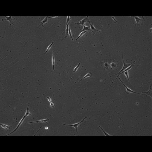  NCBI Organism:Mus musculus; Cell Types:permanent cell line cell Cell Components:cell, nucleus, extracellular matrix part; Biological process:localization, cellular localization, cell adhesion;