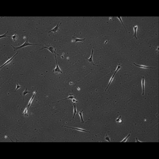  NCBI Organism:Mus musculus; Cell Types:permanent cell line cell Cell Components:cell, nucleus, extracellular matrix part; Biological process:localization, cellular localization, cell adhesion;