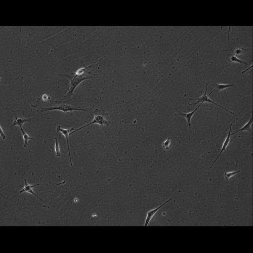  NCBI Organism:Mus musculus; Cell Types:permanent cell line cell Cell Components:cell, nucleus, extracellular matrix part; Biological process:localization, cellular localization, cell adhesion;