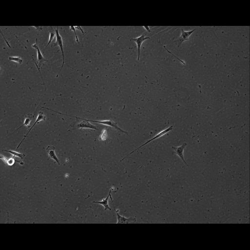  NCBI Organism:Mus musculus; Cell Types:permanent cell line cell Cell Components:cell, nucleus, extracellular matrix part; Biological process:localization, cellular localization, cell adhesion;