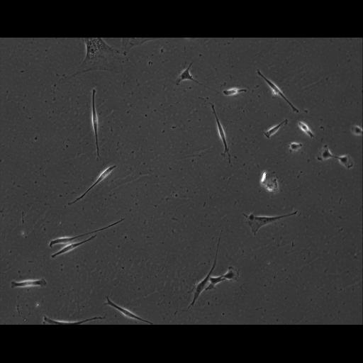  NCBI Organism:Mus musculus; Cell Types:permanent cell line cell Cell Components:cell, nucleus, extracellular matrix part; Biological process:localization, cellular localization, cell adhesion;