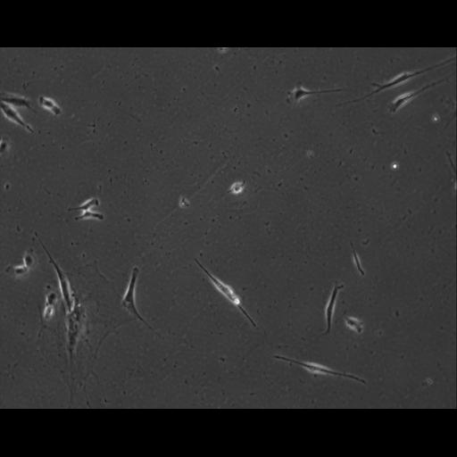  NCBI Organism:Mus musculus; Cell Types:permanent cell line cell Cell Components:cell, nucleus, extracellular matrix part; Biological process:localization, cellular localization, cell adhesion;