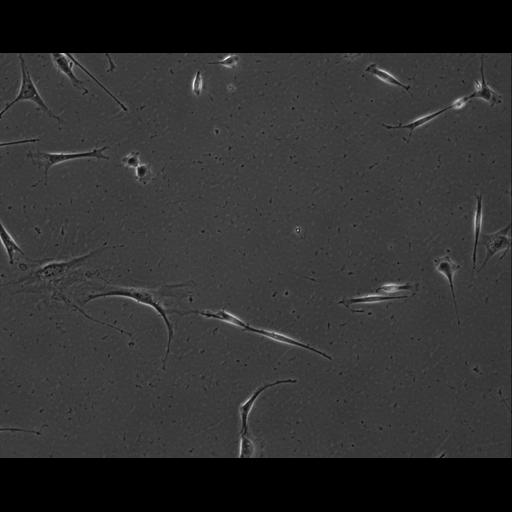  NCBI Organism:Mus musculus; Cell Types:permanent cell line cell Cell Components:cell, nucleus, extracellular matrix part; Biological process:localization, cellular localization, cell adhesion;