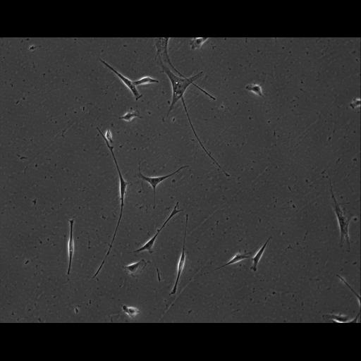  NCBI Organism:Mus musculus; Cell Types:permanent cell line cell Cell Components:cell, nucleus, extracellular matrix part; Biological process:localization, cellular localization, cell adhesion;