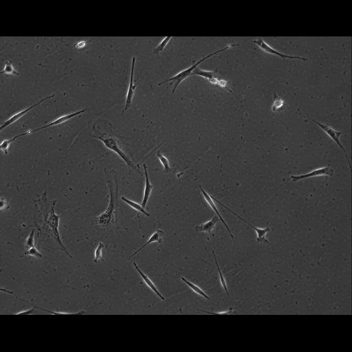  NCBI Organism:Mus musculus; Cell Types:permanent cell line cell Cell Components:cell, nucleus, extracellular matrix part; Biological process:localization, cellular localization, cell adhesion;