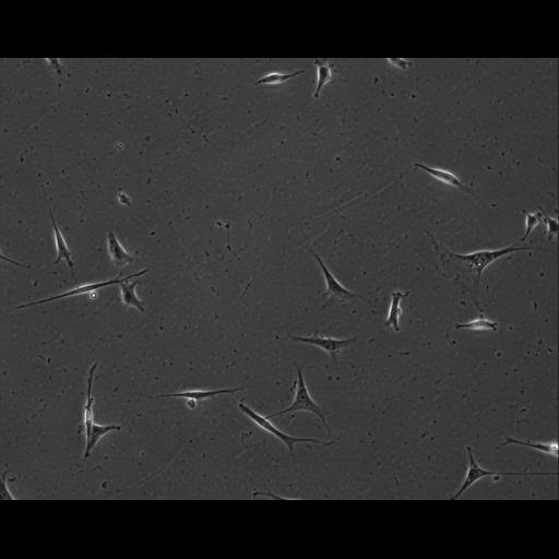  NCBI Organism:Mus musculus; Cell Types:permanent cell line cell Cell Components:cell, nucleus, extracellular matrix part; Biological process:localization, cellular localization, cell adhesion;