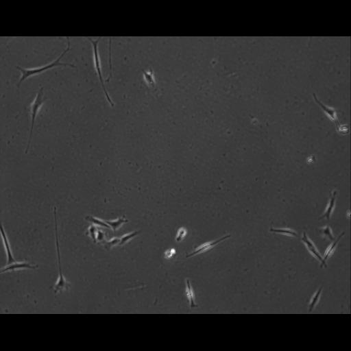  NCBI Organism:Mus musculus; Cell Types:permanent cell line cell Cell Components:cell, nucleus, extracellular matrix part; Biological process:localization, cellular localization, cell adhesion;