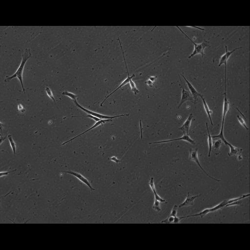  NCBI Organism:Mus musculus; Cell Types:permanent cell line cell Cell Components:cell, nucleus, extracellular matrix part; Biological process:localization, cellular localization, cell adhesion;