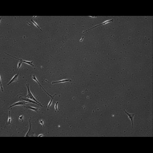  NCBI Organism:Mus musculus; Cell Types:permanent cell line cell Cell Components:cell, nucleus, extracellular matrix part; Biological process:localization, cellular localization, cell adhesion;