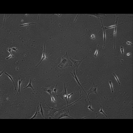  NCBI Organism:Mus musculus; Cell Types:permanent cell line cell Cell Components:cell, nucleus, extracellular matrix part; Biological process:localization, cellular localization, cell adhesion;