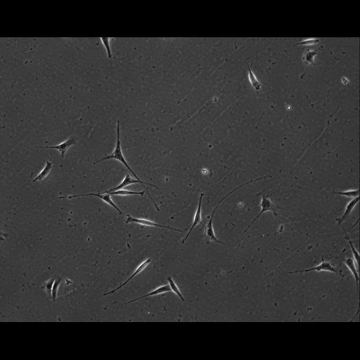  NCBI Organism:Mus musculus; Cell Types:permanent cell line cell Cell Components:cell, nucleus, extracellular matrix part; Biological process:localization, cellular localization, cell adhesion;