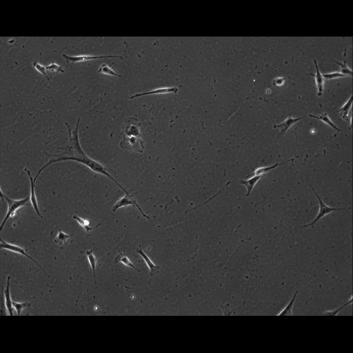  NCBI Organism:Mus musculus; Cell Types:permanent cell line cell Cell Components:cell, nucleus, extracellular matrix part; Biological process:localization, cellular localization, cell adhesion;