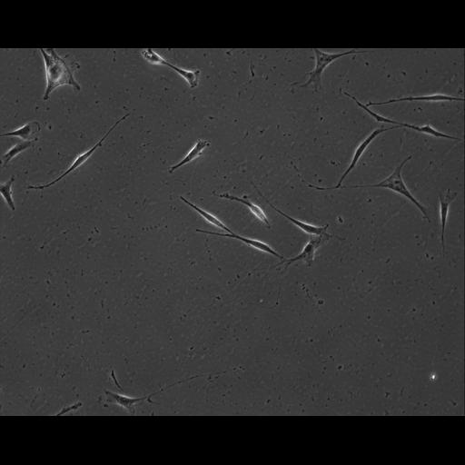  NCBI Organism:Mus musculus; Cell Types:permanent cell line cell Cell Components:cell, nucleus, extracellular matrix part; Biological process:localization, cellular localization, cell adhesion;