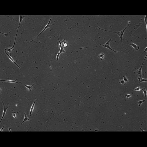  NCBI Organism:Mus musculus; Cell Types:permanent cell line cell Cell Components:cell, nucleus, extracellular matrix part; Biological process:localization, cellular localization, cell adhesion;