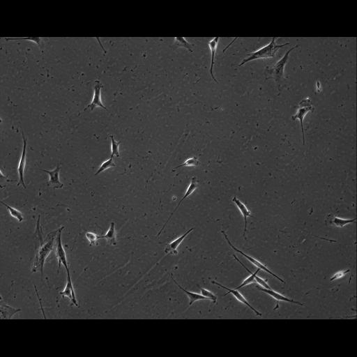  NCBI Organism:Mus musculus; Cell Types:permanent cell line cell Cell Components:cell, nucleus, extracellular matrix part; Biological process:localization, cellular localization, cell adhesion;