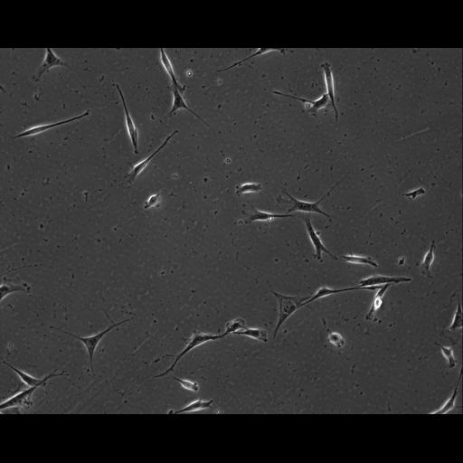  NCBI Organism:Mus musculus; Cell Types:permanent cell line cell Cell Components:cell, nucleus, extracellular matrix part; Biological process:localization, cellular localization, cell adhesion;