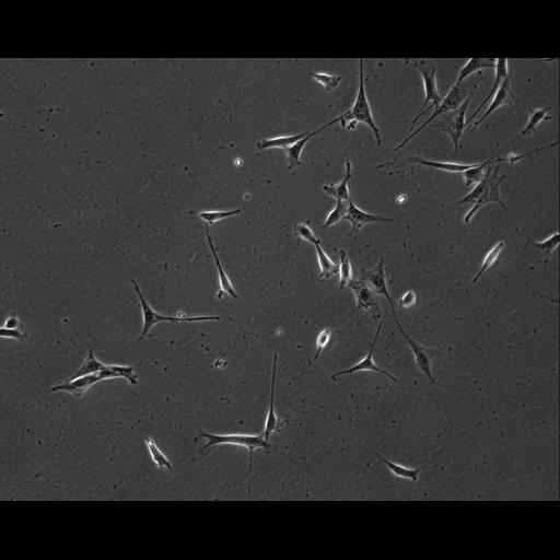  NCBI Organism:Mus musculus; Cell Types:permanent cell line cell Cell Components:cell, nucleus, extracellular matrix part; Biological process:localization, cellular localization, cell adhesion;