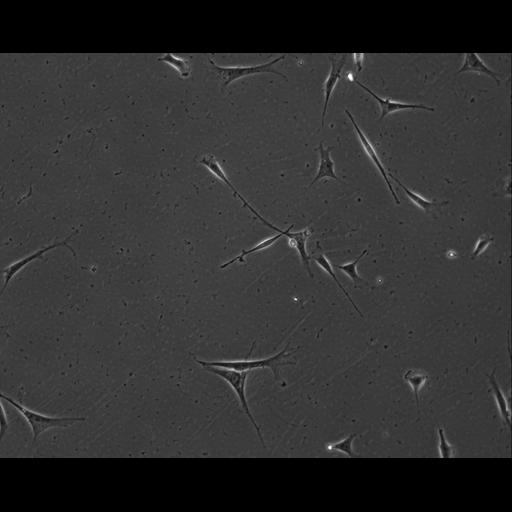  NCBI Organism:Mus musculus; Cell Types:permanent cell line cell Cell Components:cell, nucleus, extracellular matrix part; Biological process:localization, cellular localization, cell adhesion;