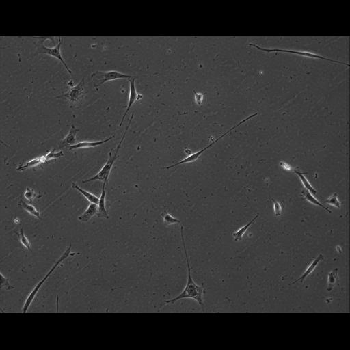  NCBI Organism:Mus musculus; Cell Types:permanent cell line cell Cell Components:cell, nucleus, extracellular matrix part; Biological process:localization, cellular localization, cell adhesion;