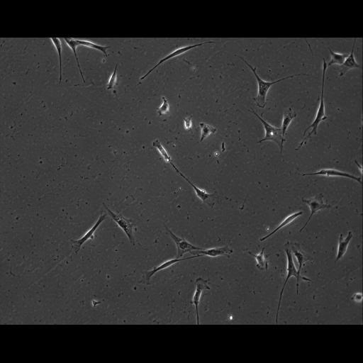  NCBI Organism:Mus musculus; Cell Types:permanent cell line cell Cell Components:cell, nucleus, extracellular matrix part; Biological process:localization, cellular localization, cell adhesion;