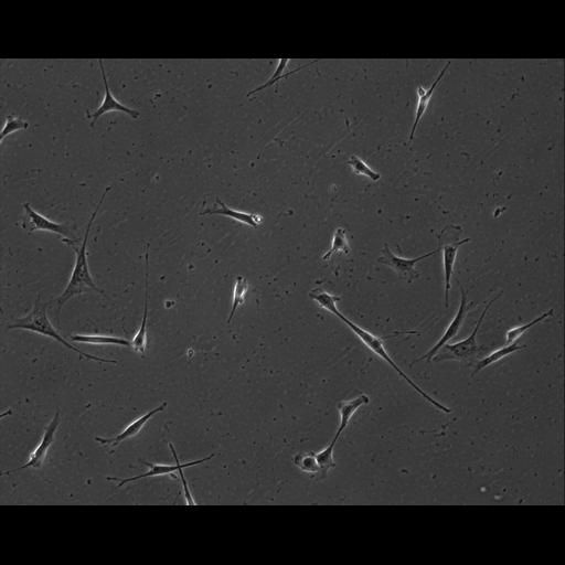  NCBI Organism:Mus musculus; Cell Types:permanent cell line cell Cell Components:cell, nucleus, extracellular matrix part; Biological process:localization, cellular localization, cell adhesion;