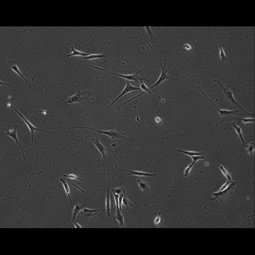  NCBI Organism:Mus musculus; Cell Types:permanent cell line cell Cell Components:cell, nucleus, extracellular matrix part; Biological process:localization, cellular localization, cell adhesion;