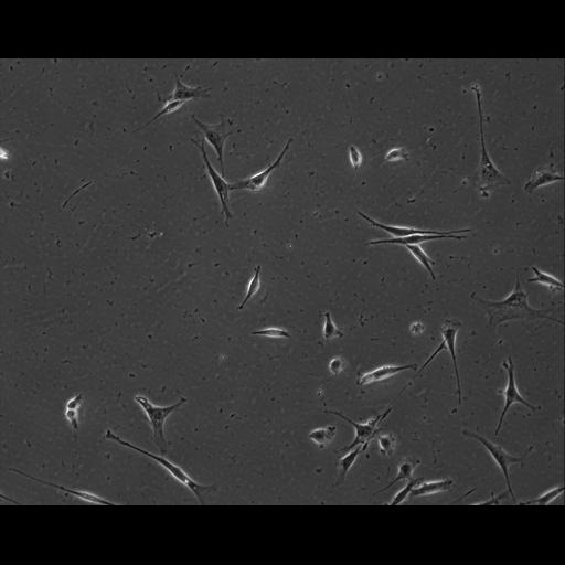  NCBI Organism:Mus musculus; Cell Types:permanent cell line cell Cell Components:cell, nucleus, extracellular matrix part; Biological process:localization, cellular localization, cell adhesion;