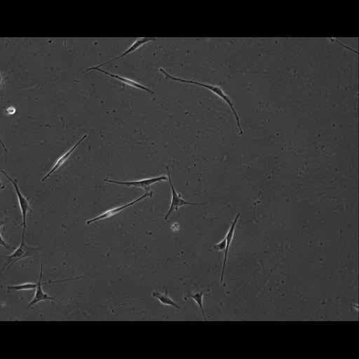  NCBI Organism:Mus musculus; Cell Types:permanent cell line cell Cell Components:cell, nucleus, extracellular matrix part; Biological process:localization, cellular localization, cell adhesion;