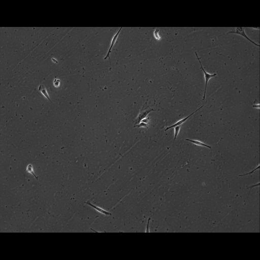  NCBI Organism:Mus musculus; Cell Types:permanent cell line cell Cell Components:cell, nucleus, extracellular matrix part; Biological process:localization, cellular localization, cell adhesion;