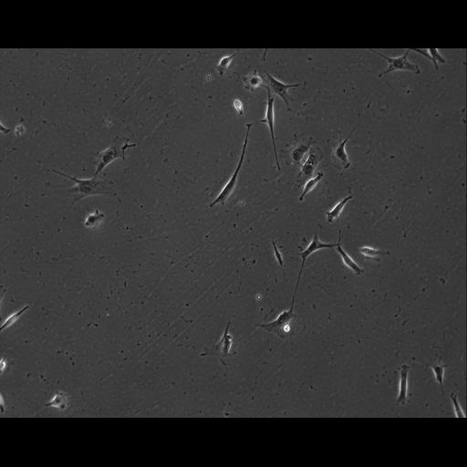  NCBI Organism:Mus musculus; Cell Types:permanent cell line cell Cell Components:cell, nucleus, extracellular matrix part; Biological process:localization, cellular localization, cell adhesion;