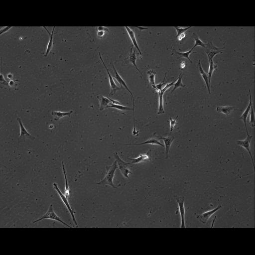  NCBI Organism:Mus musculus; Cell Types:permanent cell line cell Cell Components:cell, nucleus, extracellular matrix part; Biological process:localization, cellular localization, cell adhesion;